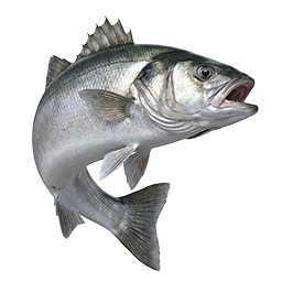 Levrek