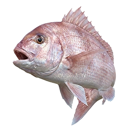 Mercan