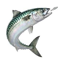 Uskumru